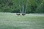 Click to see Y-JG-PENTAX-K3-III-0715.JPG