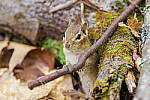 Click to see Y-JG-PENTAX-K3-III-0793-MOD.JPG