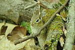 Click to see Y-JG-PENTAX-K3-III-0793.JPG