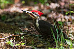 Click to see Y-JG-PENTAX-K3-III-0808-MOD.JPG