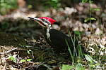 Click to see Y-JG-PENTAX-K3-III-0808.JPG