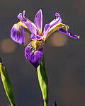 Click to see Y-JG-PENTAX-K3-III-0819-MOD.JPG