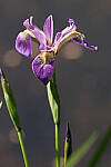 Click to see Y-JG-PENTAX-K3-III-0819.JPG