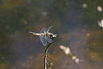 Click to see Y-JG-PENTAX-K3-III-0822.JPG