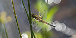 Click to see Y-JG-PENTAX-K3-III-0825-MOD.JPG