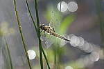 Click to see Y-JG-PENTAX-K3-III-0825.JPG