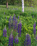 Click to see Y-JG-PENTAX-K3-III-0829-MOD.JPG