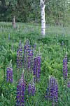 Click to see Y-JG-PENTAX-K3-III-0829.JPG
