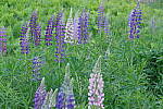 Click to see Y-JG-PENTAX-K3-III-0836.JPG