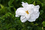 Click to see Y-JG-PENTAX-K3-III-0856-MOD.JPG