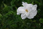 Click to see Y-JG-PENTAX-K3-III-0856.JPG
