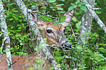 Click to see Y-JG-PENTAX-K3-III-0926-MOD.JPG
