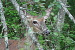 Click to see Y-JG-PENTAX-K3-III-0926.JPG
