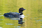 Click to see Y-JG-PENTAX-K3-III-0940-MOD.JPG