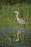 Click to see Y-JG-PENTAX-K3-III-0955.JPG