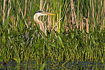 Click to see Y-JG-PENTAX-K3-III-0965-MOD.JPG