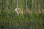 Click to see Y-JG-PENTAX-K3-III-0965.JPG