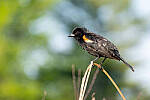 Click to see Y-JG-PENTAX-K3-III-0972-MOD.JPG