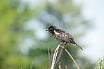 Click to see Y-JG-PENTAX-K3-III-0972.JPG