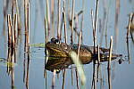 Click to see Y-JG-PENTAX-K3-III-0978.JPG