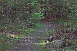Click to see Y-JG-PENTAX-K3-III-1181-ISO-819200.JPG