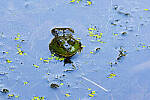 Click to see Y-JG-PENTAX-K3-III-1203-MOD.JPG