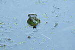 Click to see Y-JG-PENTAX-K3-III-1203.JPG