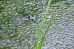 Click to see Y-JG-PENTAX-K3-III-1208.JPG