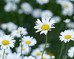 Click to see Y-JG-PENTAX-K3-III-1225-MOD.JPG