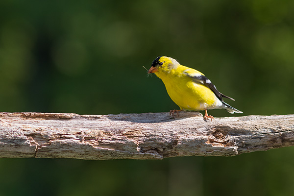 Pentax K-3 III Review: Field Test -- Gallery Image