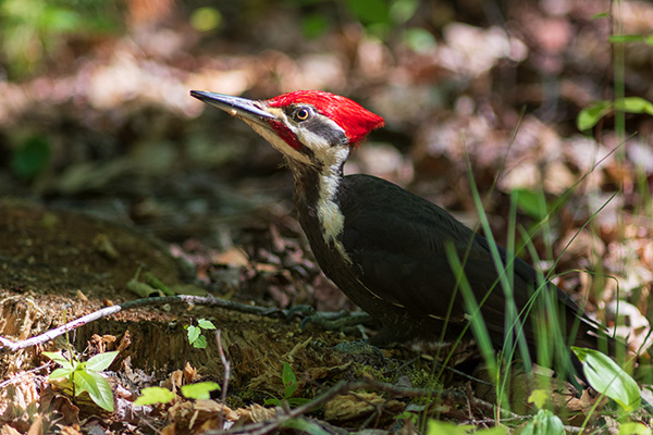 Pentax K-3 III Review: Field Test -- Gallery Image