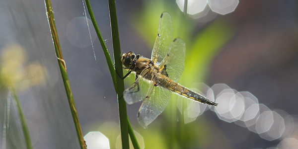 Pentax K-3 III Review: Field Test -- Gallery Image