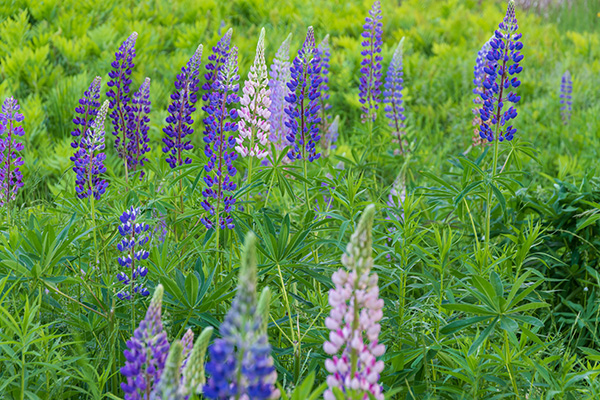 Pentax K-3 III Review: Field Test -- Gallery Image