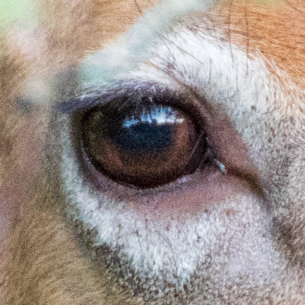 Pentax K-3 III Review: Field Test -- Gallery Image