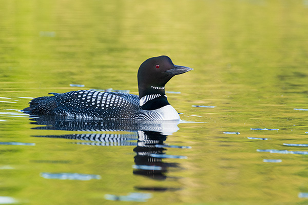 Pentax K-3 III Review: Field Test -- Gallery Image