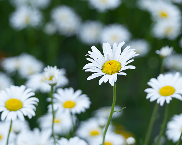 Pentax K-3 III Review: Field Test -- Gallery Image