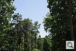 Click to see K30PINE.JPG