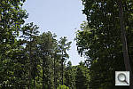 Click to see K30PINE_ACRu400r03.JPG