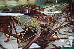 Click to see YIMGP4089.JPG