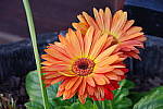 Click to see YIMGP0649.JPG