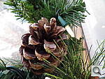 Click to see YIMGP0260.JPG