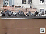 Click to see YIMGP0401.JPG