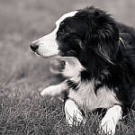 Click to see Y-JG-IQ4-150MP-2595-MOD.JPG