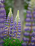 Click to see Y-TRI-CF006310-MOD.JPG