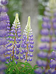 Click to see Y-TRI-CF006310.JPG