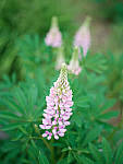 Click to see Y-TRI-CF006323-WB.JPG