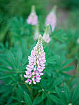 Click to see Y-TRI-CF006324-WB.JPG