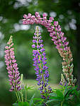 Click to see Y-TRI-CF006364-MOD.JPG