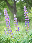 Click to see Y-TRI-CF006387.JPG