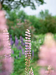 Click to see Y-TRI-CF006393-MOD.JPG